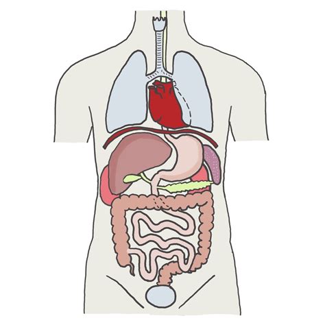 innere organe des menschen schaubild