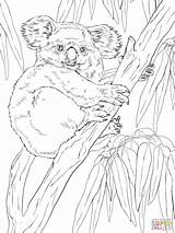 Koala Tree Eucalyptus Coloring Koalas Pages Printable Color Drawing Supercoloring Drawings Super Categories sketch template