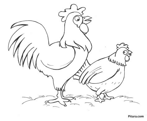 chickens coloring page pitara kids network