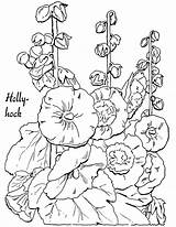 Coloring Pages Hollyhocks Adult Clipart Hollyhock Fairy Old Fashioned Printable Christmas Flower Graphics Lovely Floral Book Drawing Color Flowers Books sketch template