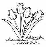 Bunga Sketsa Melati Mewarnai Tulip sketch template