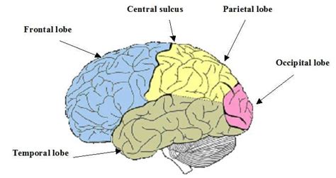 central sulcus