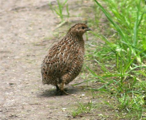 quail wikipedia