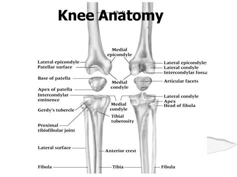 knee anatomy powerpoint  id