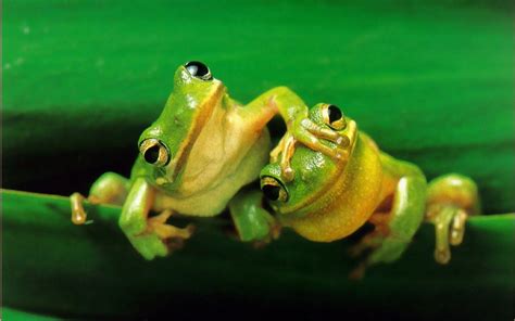 worlds cutest frogs    jump  joy cutestist