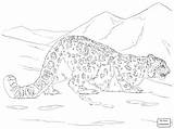 Leopard Snow Coloring Pages Amur Baby Printable Getcolorings Hunters Kids Color Colorin Mammals Print sketch template