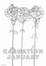January Coloring Printable Pages Flower Birth Bundle Carnation sketch template