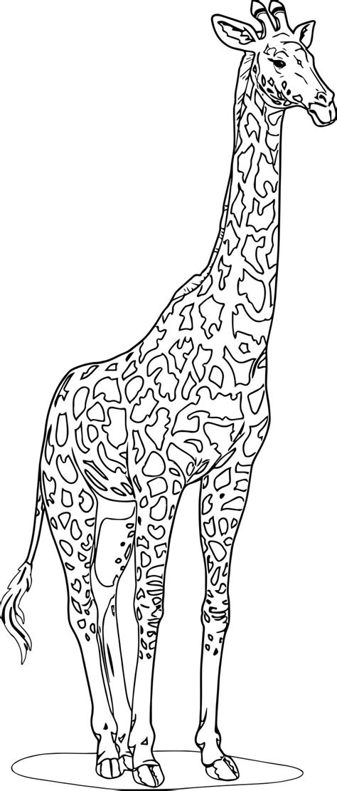 nice realistic beautiful giraffe coloring page giraffe coloring pages