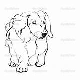 Dachshund Long Haired Drawing Dog Sketch Coloring Breed Dachshunds Pages Sausage Stock Depositphotos Line Tattoo Getdrawings Dogs Copyright Daschund Burning sketch template