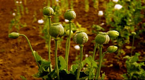 opium addiction effects and precautions