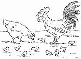 Coloring Rooster Hen Ayam Gambar Anak Dan Outline Pages Mewarnai Anaknya Printable Jantan Cartoon Roosters Previous Chicks Color sketch template