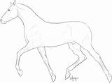 Horse Trot Coloring Comments Trotting sketch template