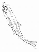 Vissen Fische Dieren Fisch Peixes Poissons Anchoveta Coloriage Lanternfish Ausmalbilder Peces Malvorlagen Disegno Pesce Pesci Verschiedene Colorier Poisson Pez Peixe sketch template