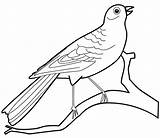 Bird Coloring Pages Kids Canary Preschool Color sketch template