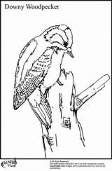 Woodpecker Coloring Pages Downy Woodpeckers Red Woody Adults Voor Volwassenen sketch template