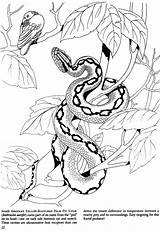 Snake Snakes Serpent Dover Malvorlagen Colorier Viper Mamba Schlange Erwachsene Reptiles Coloriages Doverpublications Publications sketch template