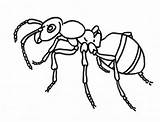 Ameise Niederdielfen Waldameise Rote Malvorlage Ameisen Baumstumpf sketch template