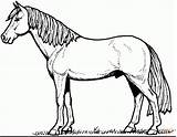 Appaloosa Horse Coloring Pages Drawing Getdrawings sketch template