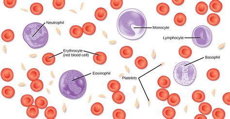 components   blood openstax biology