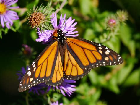 monarchs  call  action spring  backyardsfornatureorg