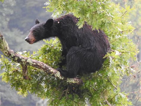 american black bear ursus americanus natureworks