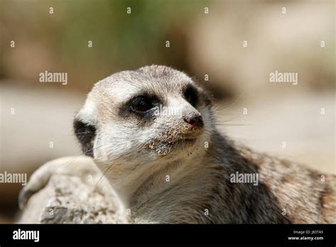 portrait animal portrait nose male meerkat meerkats head mammal ground soil stock photo alamy