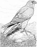 Coloring Hawk Pages Bird Falcon Adults Peregrine Printable Birds Real Detailed Life Drawings Adult Colouring Enjoy Looking Hawks Animal Harris sketch template
