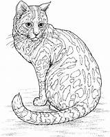 Leopard Coloring Pages Sitting Animals Cat Adult sketch template