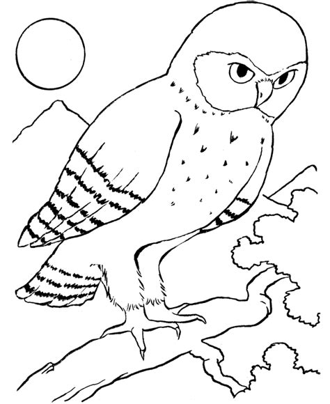 bird coloring pages  kids carinewbi