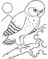 Birds Printable Eule Burung Malvorlage Mewarnai Ausmalbilder Pajaro Pajaros Hantu Library Drucken Drawing Mamá Malvorlagen Owls Coloringhome Pintarcolorear sketch template