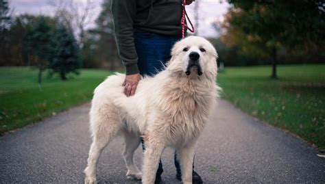 popular big white fluffy dog breeds  belong   countryside