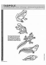 Coloring Tadpoles Printable Pages Large sketch template