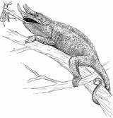 Horned Lizard Coloring 8kb 720px sketch template