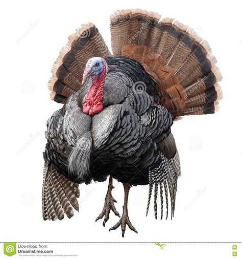 turkey chicken hand draw vector stock vector illustration of feather