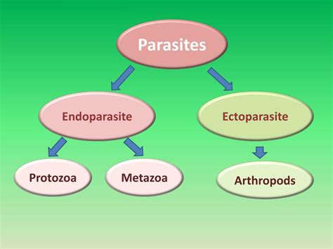 Ppt Introduction To Parasites Powerpoint Presentation Free Download