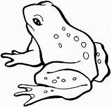Frog Coloring Pages Printable Kids Animals Frogs Bestcoloringpagesforkids sketch template