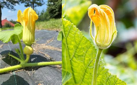 whats  difference  male  female pumpkin flowers