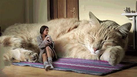 dünyanın en büyük 10 dev kedisi tou ligado türkiye youtube