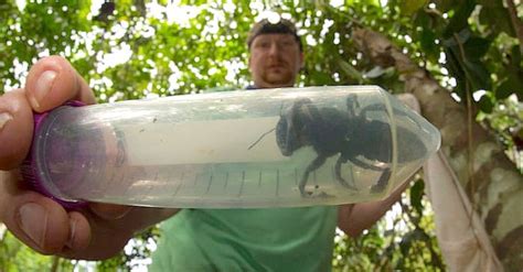 The Biggest Bee In The World Presumed Extinct Is Found Alive For