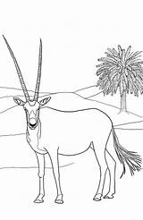 Arabian Oryx Farah Society6 sketch template