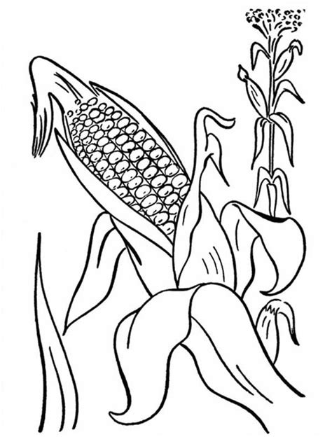 corn plant page coloring pages