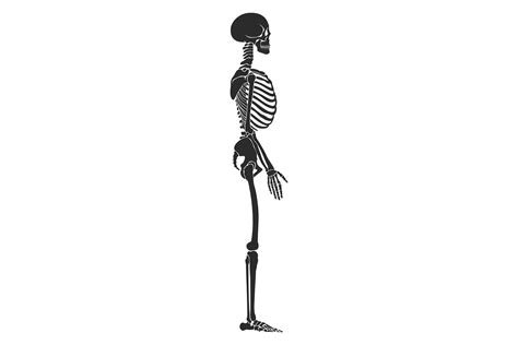 human skeleton side view anatomy bone  graphic  microvectorone
