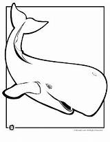 Whales Sperm Baleia Colorir Beluga Wieloryb Kolorowanki Shamu Baleias Mammals Pintarcolorir Orca Dzieci Designlooter Bestcoloringpagesforkids sketch template