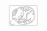 Cat Coloring Tabby Sleeping Pages sketch template