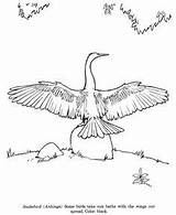 Coloring Drawing Anhinga Drawings Spoonbill Roseate Pages Snakebird Kids Animal Bird 288px 46kb Identification Honkingdonkey sketch template
