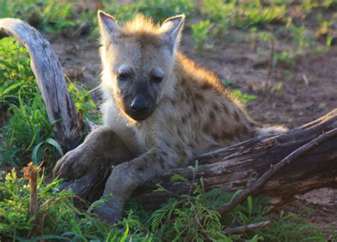 creepy facts  hyenas africa geographic