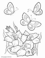 Coloring Butterfly Pages Flowers Butterflies Flower Flying Printable Drawing Simple Adults Color Colorings Over Awesome Insects Insect Getdrawings Getcolorings Print sketch template