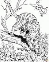 Tiger Coloring Jungle sketch template