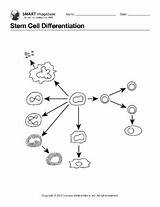 Differentiation Stem Ebsco Science sketch template