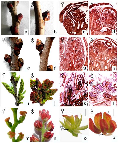 forests free full text sex determination during inflorescence bud